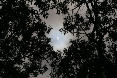 Solar Eclipse
Napa, California
10:45am pdt