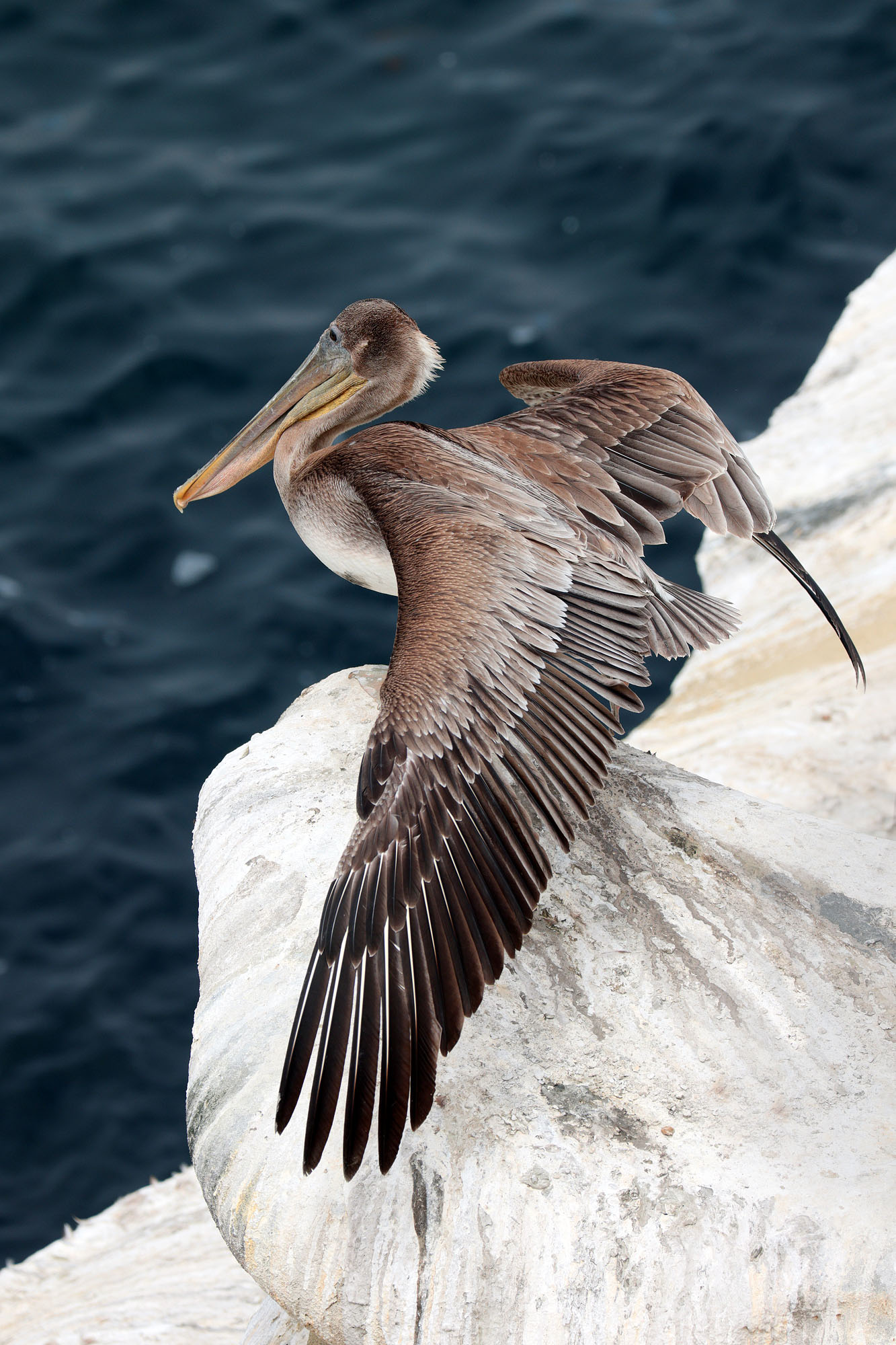 bill-hocker-pelican-la-jolla-california-2022