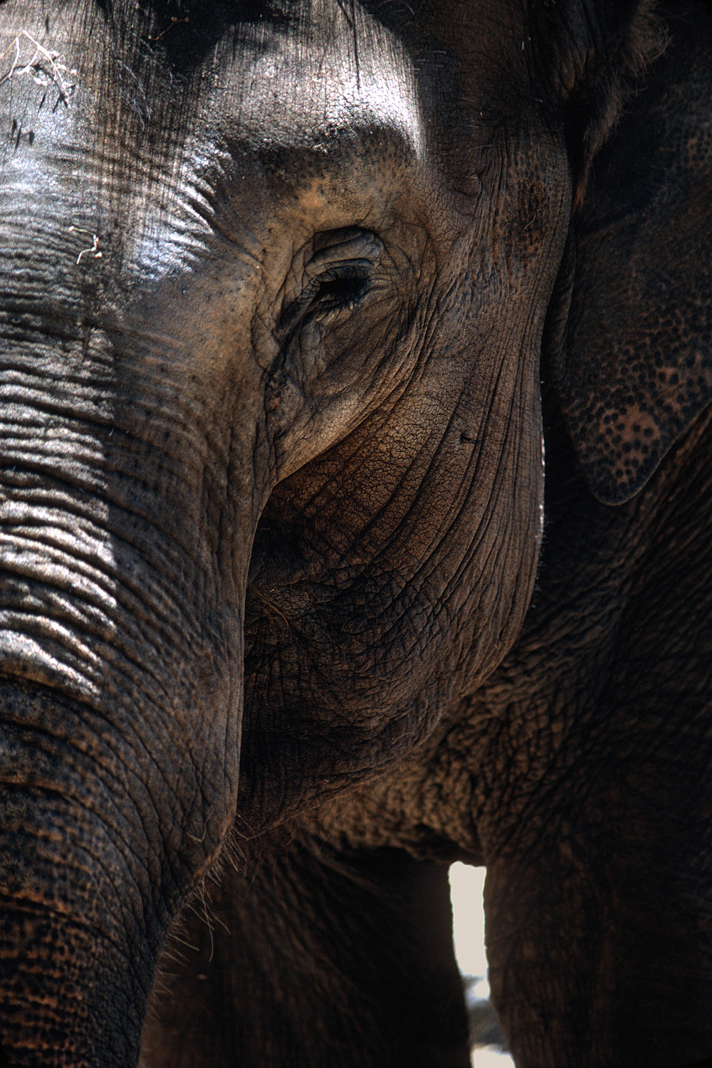 bill-hocker-elephant-san-diego-zoo-san-diego-california-1979