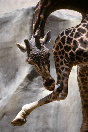 Giraffe
San Diego Zoo
San Diego, California