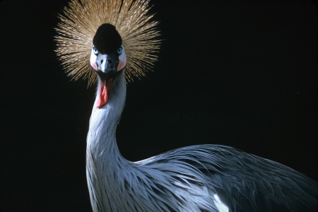 ??
San Diego Zoo
San Diego California