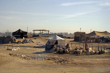 Sheep Camp
Near Riyadh, Saudi Arabia
