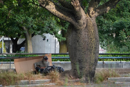 Palo Borracho Tree
Av. 9 de Julio
Buenos Aires, Argentina