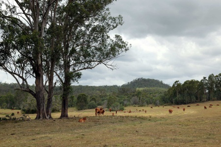 Cattle Ranch
Queensland, Australia