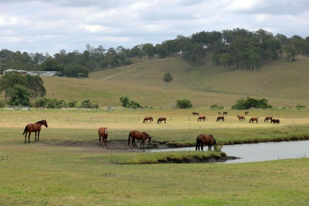 Horse Farm
Queensland, Australia