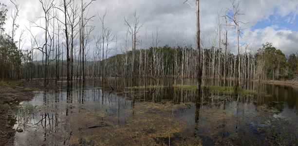 Advancetown Lake
Springbrook National Park
Queensland, Australia