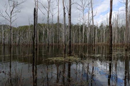 Advancetown Lae
Springbrook National Park
Queensland, Australia