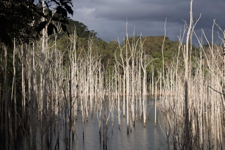 Advancetown Lake
Springbrook National Park
Queensland, Australia