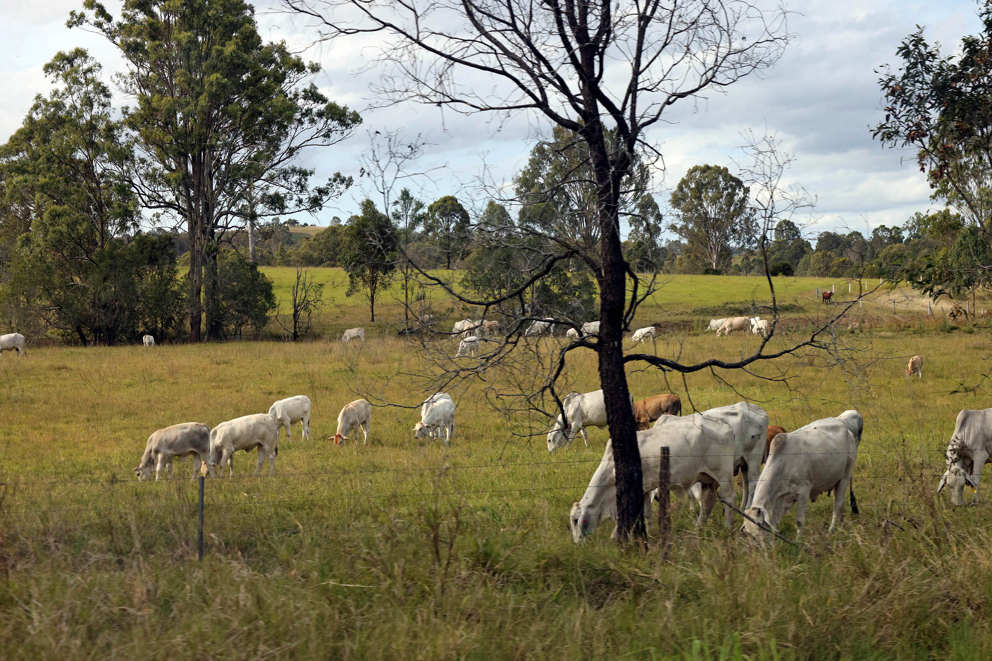 bill-hocker-cattle-ranch-queensland-australia-2022