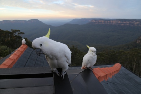 Cockatoos
Echoes Hotel
Katoomba, Australia