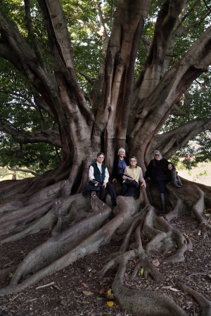 Ficus and Friends 
Royal Botanical Gardens
Sydney, Australia