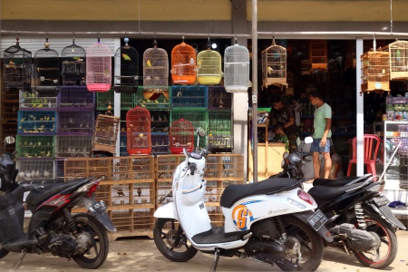 Bird Store
Bali, Indonesia