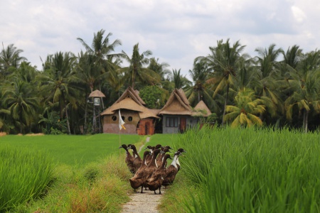Mother Goose House
Ubud, Bali, Indonesia