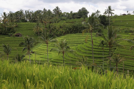 Rice Terraces
Jatiluwih, Bali