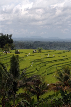 Jatiluwih Terraces
Bali, Indonesia