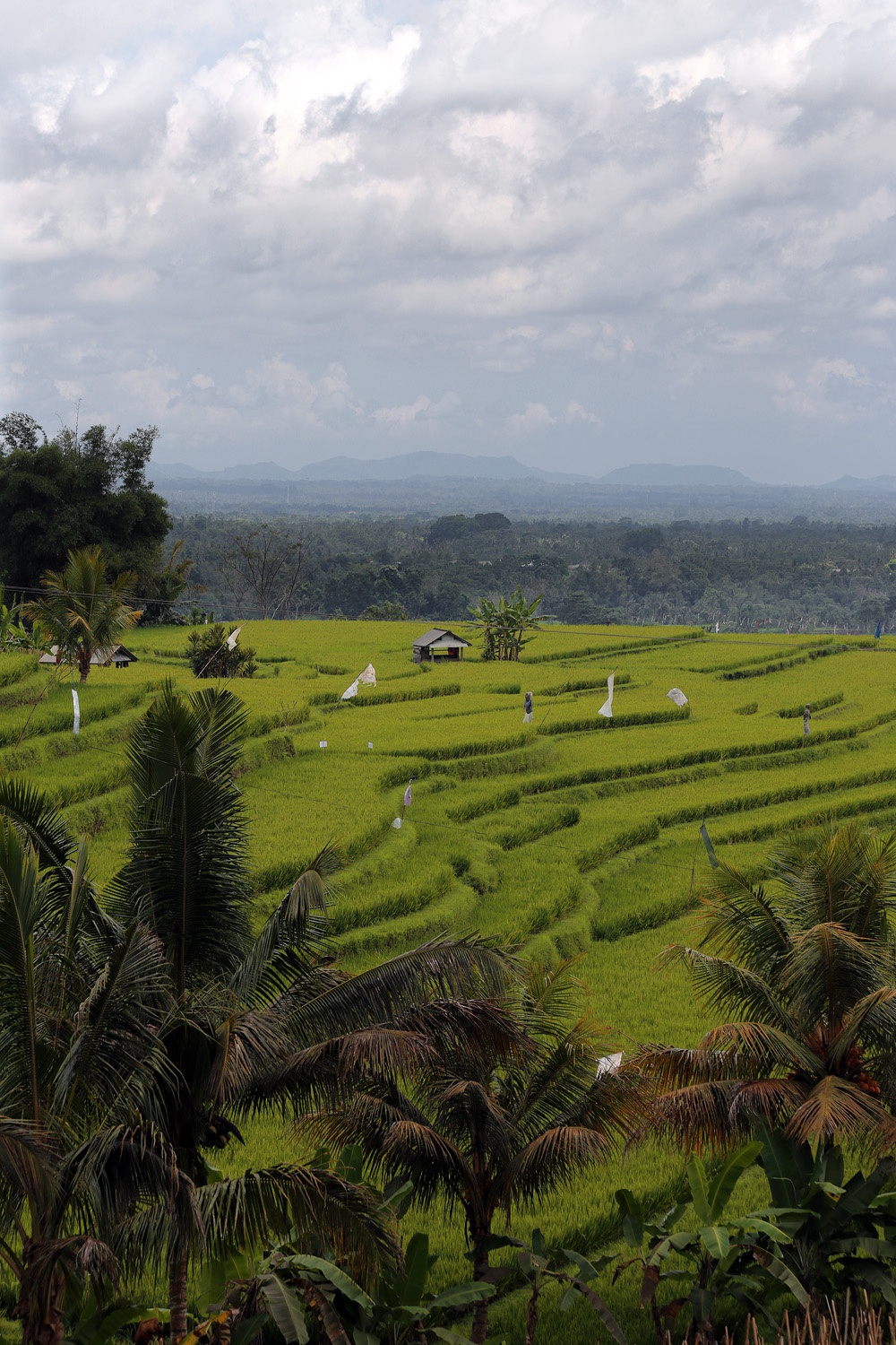 bill-hocker-jatiluwih-terraces-bali-indonesia-2016