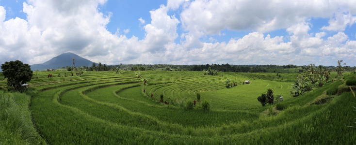 Jatiluwih Rices TerracesBali, Indonesia