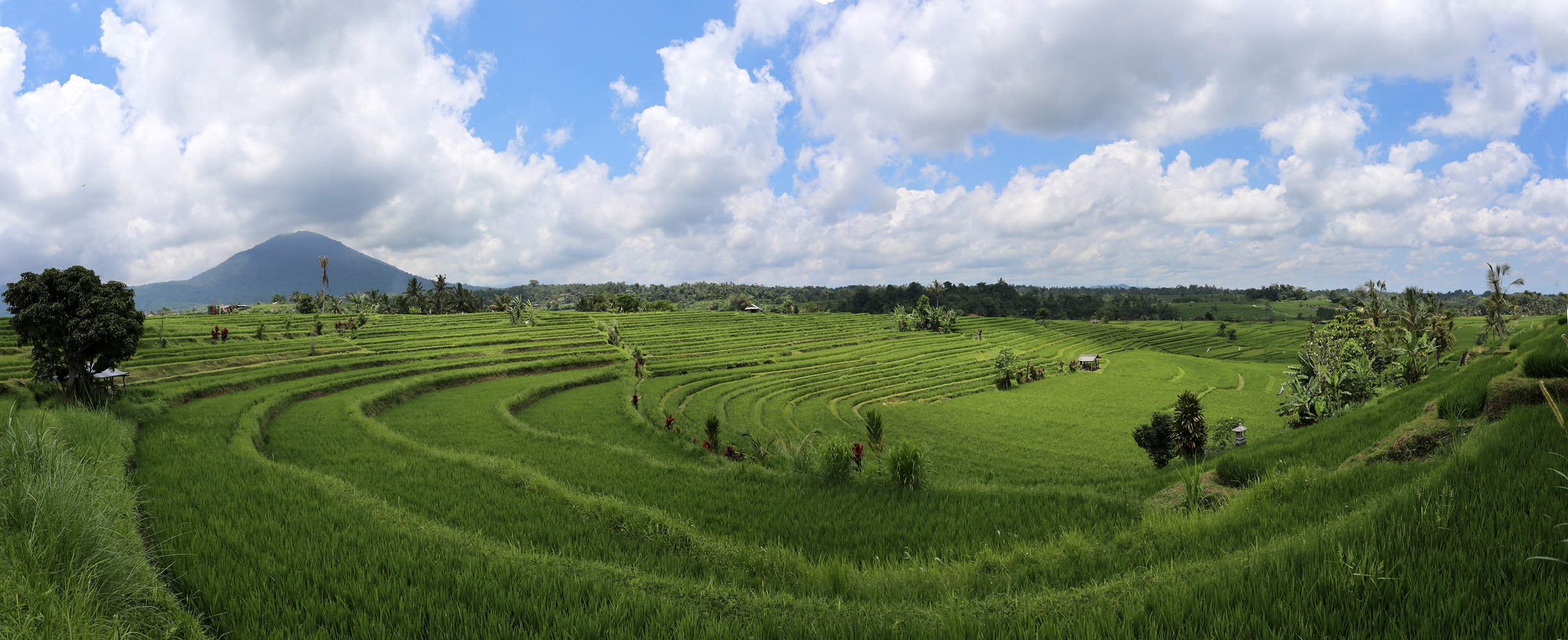 bill-hocker-jatiluwih-rices-terracesbali-indonesia-2016