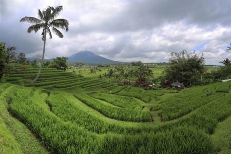 Jatiluwih Rice Terraces
Bali Indonesia
