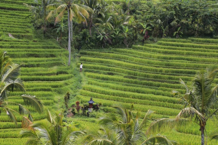 Rices Terraces
Jatiluwih
Bali, Indonesia