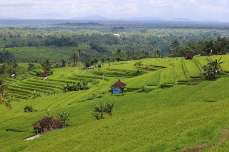 Rice Terraces
Jatiluwih
Bali, Indonesia