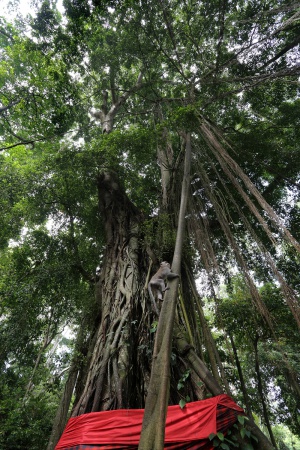 Monkey Forest
Ubud, Bali, Indonesia