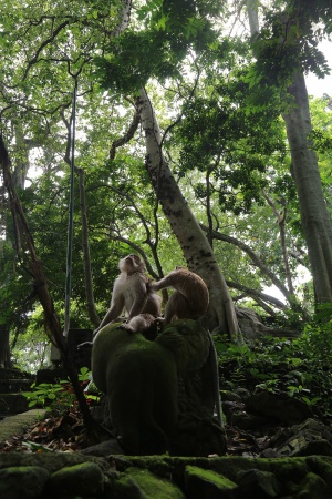 Monkey Forest
Ubud, Bali, Indonesia
