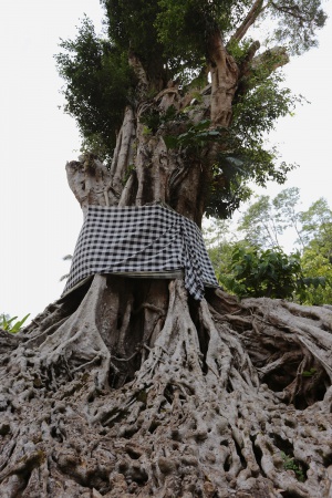 Ancient Banyon
Pura Tirta Empul Temple
Bali, Indonesia