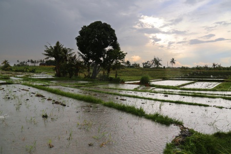Near Tanah Lot
Bali, Indonesia