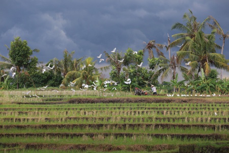 Near Tanah Lot
Bali, Indonesia