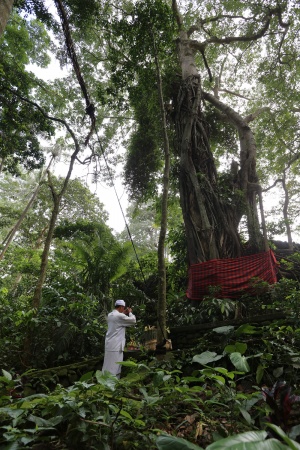 Sacred Tree
Monkey Forest
Ubud, Bali, Indonesia