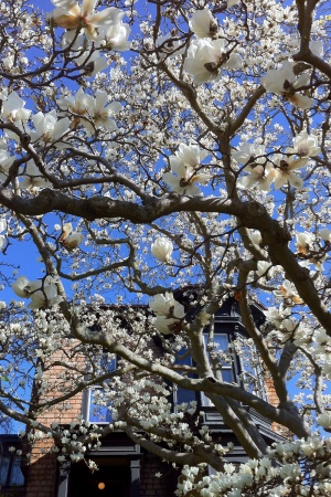 Magnolia in Bloom
Berkeley, California
