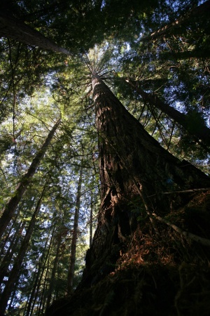 Redwood
Mendocino County, California