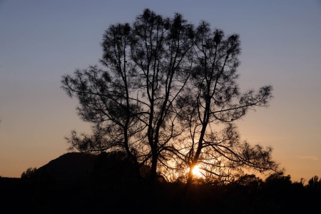 Haystack, Grey Pines
Twin Brook Farm
Napa County, California