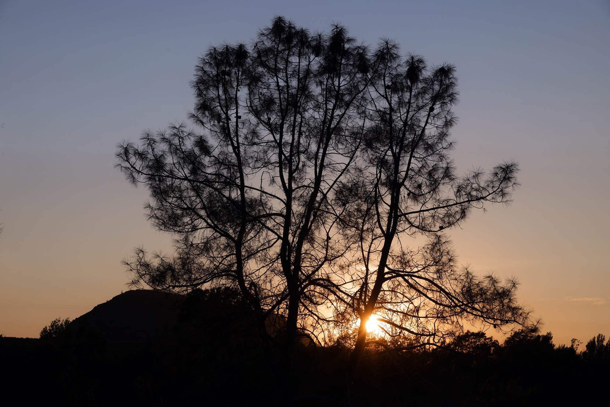 bill-hocker-haystack-grey-pines-twin-brook-farm-napa-county-california-2023