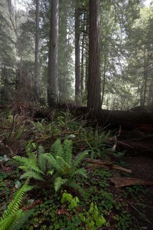 Redwood National Park
Atlas Grove
Humboldt County, California