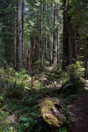Redwood National Park
Atlas Grove
Humboldt County, California
