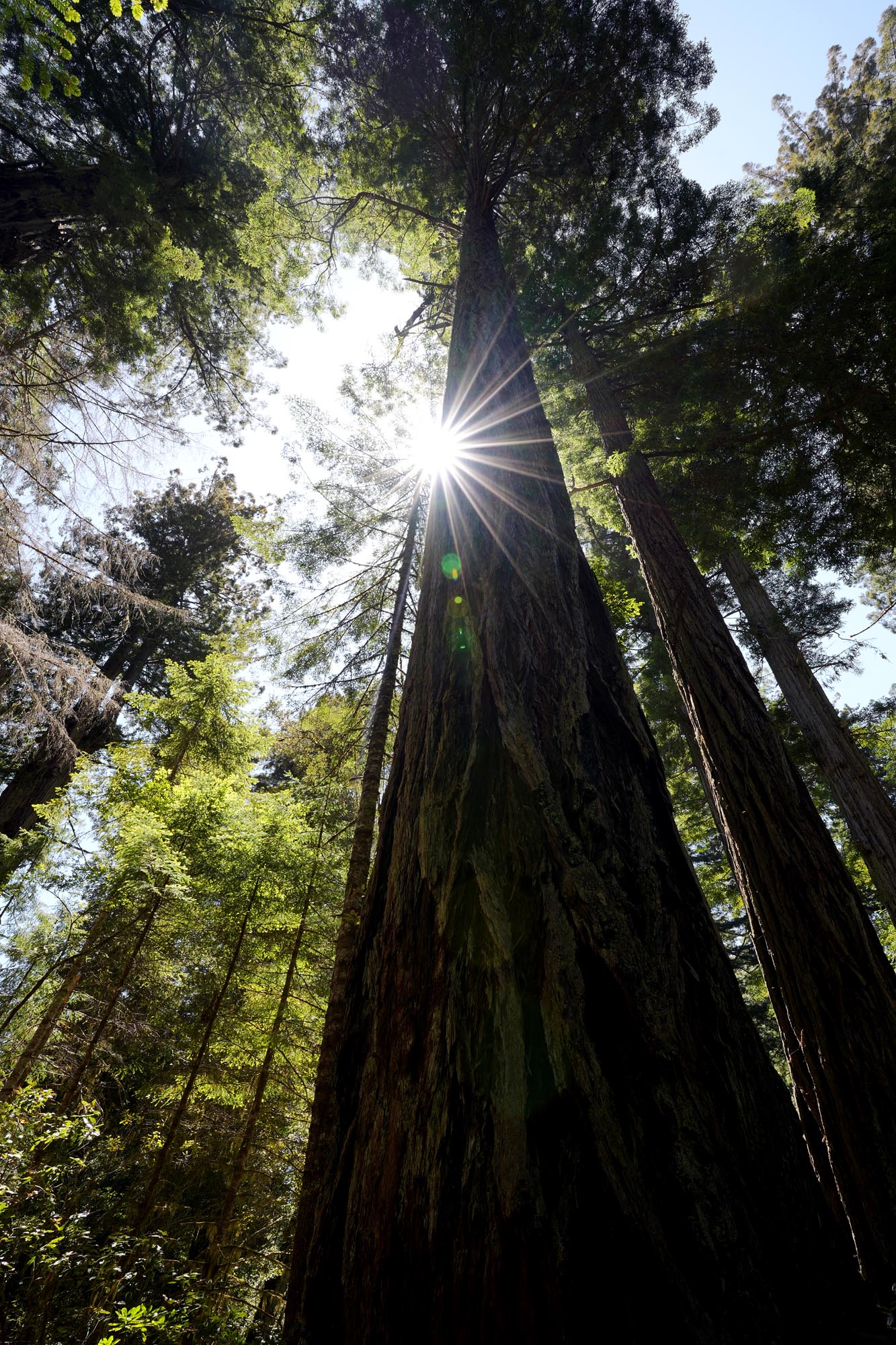 bill-hocker-redwood-national-park-lady-bird-johnson-grove-humboldt-county-california-2024