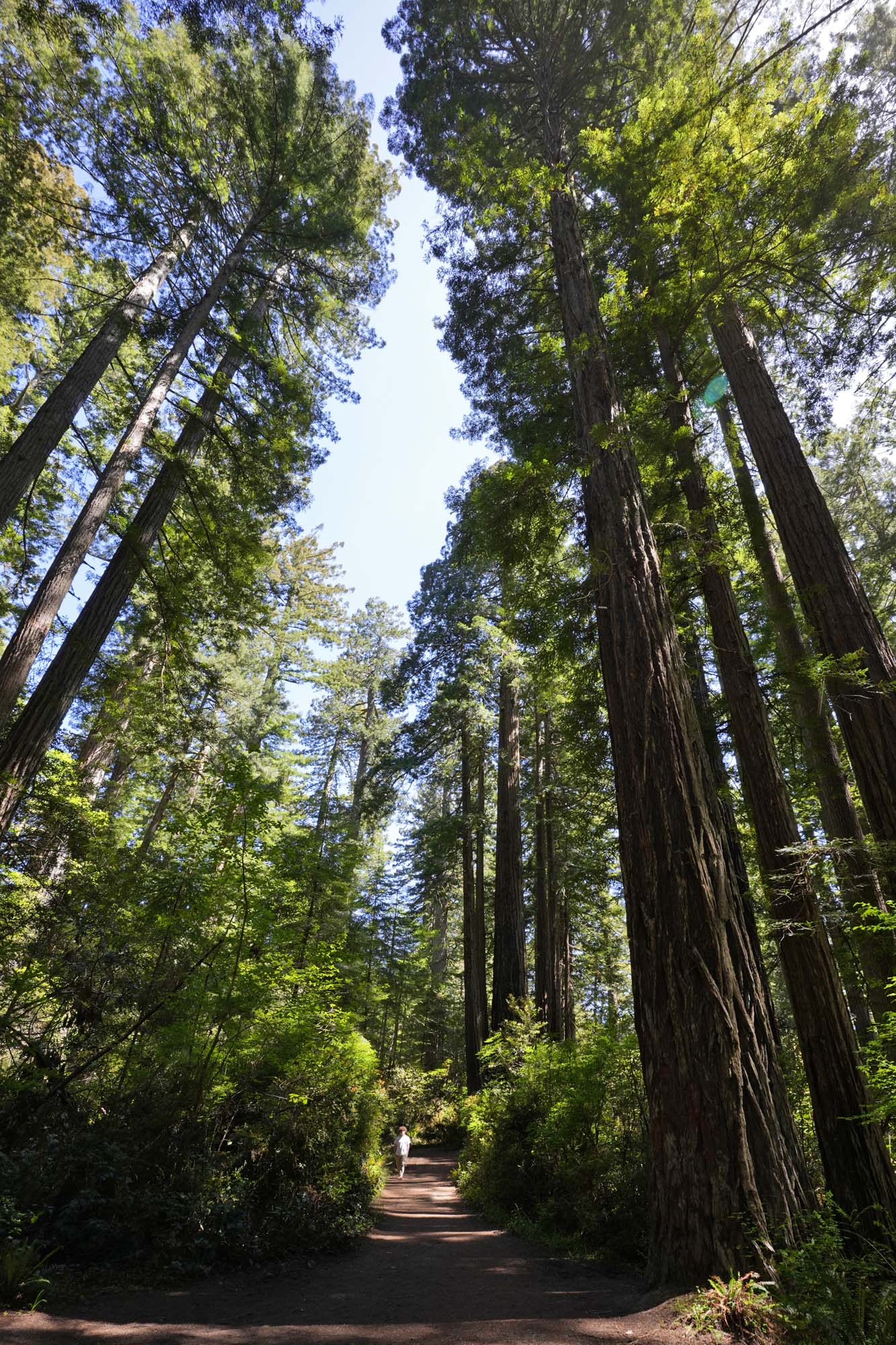 bill-hocker-redwood-national-park-lady-bird-johnson-grove-humboldt-county-california-2024