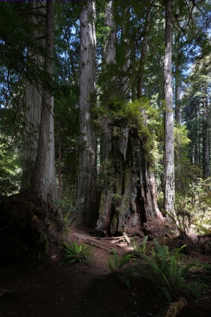 Old and New Growth
Redwood National Park
Atlas Grove
Humboldt County, California