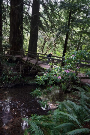 Redwood National Park
Atlas Grove
Humboldt County, California