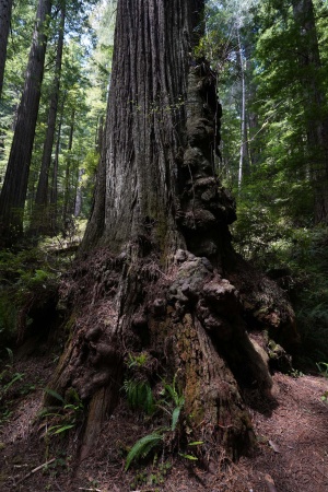 Redwood National Park
Atlas Grove
Humboldt County, California