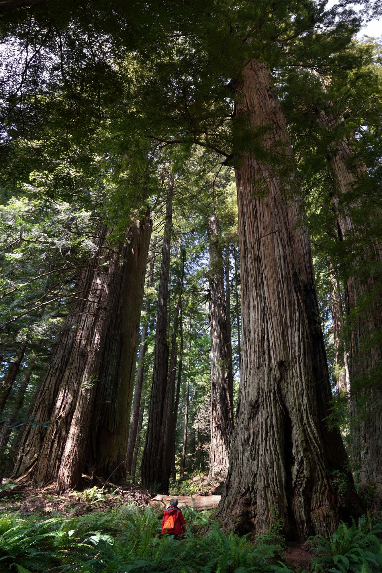 bill-hocker-redwood-national-park-atlas-grove-humboldt-county-california-2024