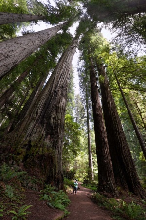 Redwood National Park
Atlas Grove
Humboldt County, California