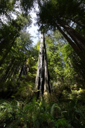 Redwood National Park
Atlas Grove
Humboldt County, California