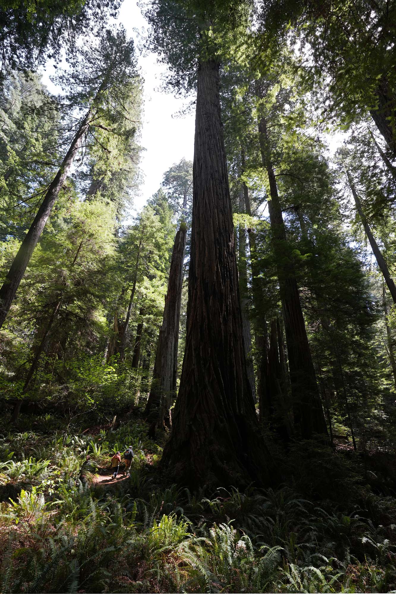bill-hocker-redwood-national-park-atlas-grove-humboldt-county-california-2024