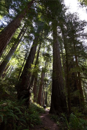 Redwood National Park
Atlas Grove
Humboldt County, California