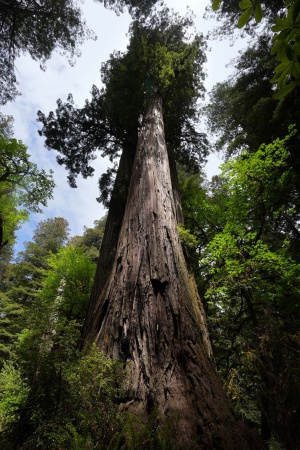 Redwood National Park
Atlas Grove
Humboldt County, California