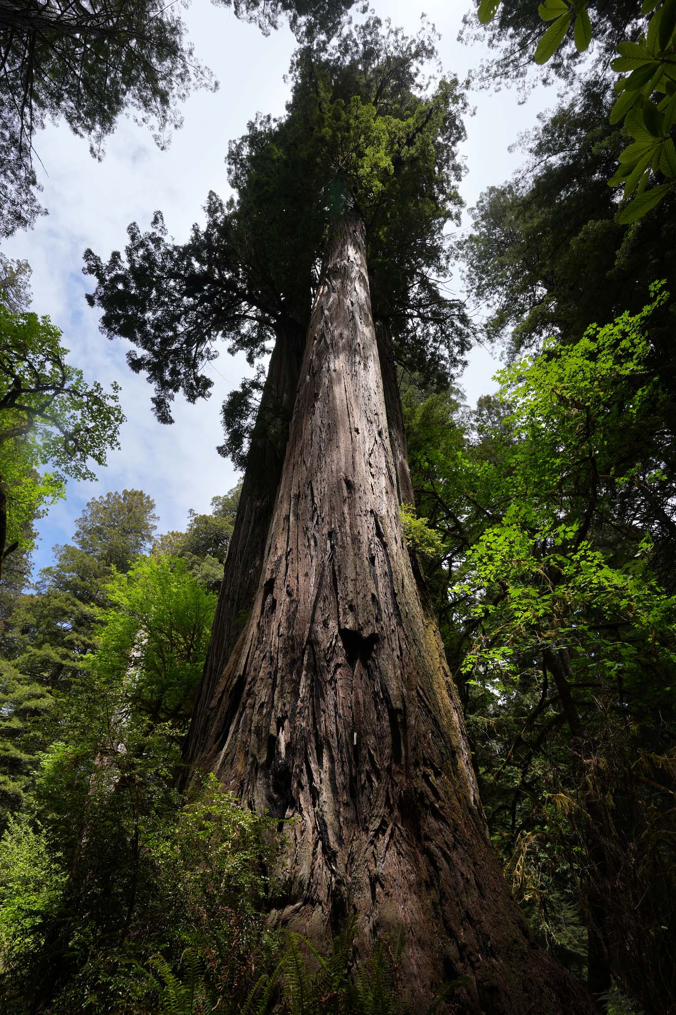 bill-hocker-redwood-national-park-atlas-grove-humboldt-county-california-2024