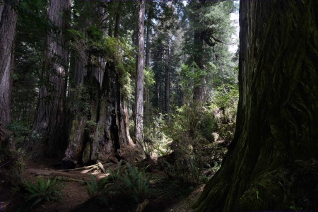 Old and New Growth
Redwood National Park
Atlas Grove
Humboldt County, California